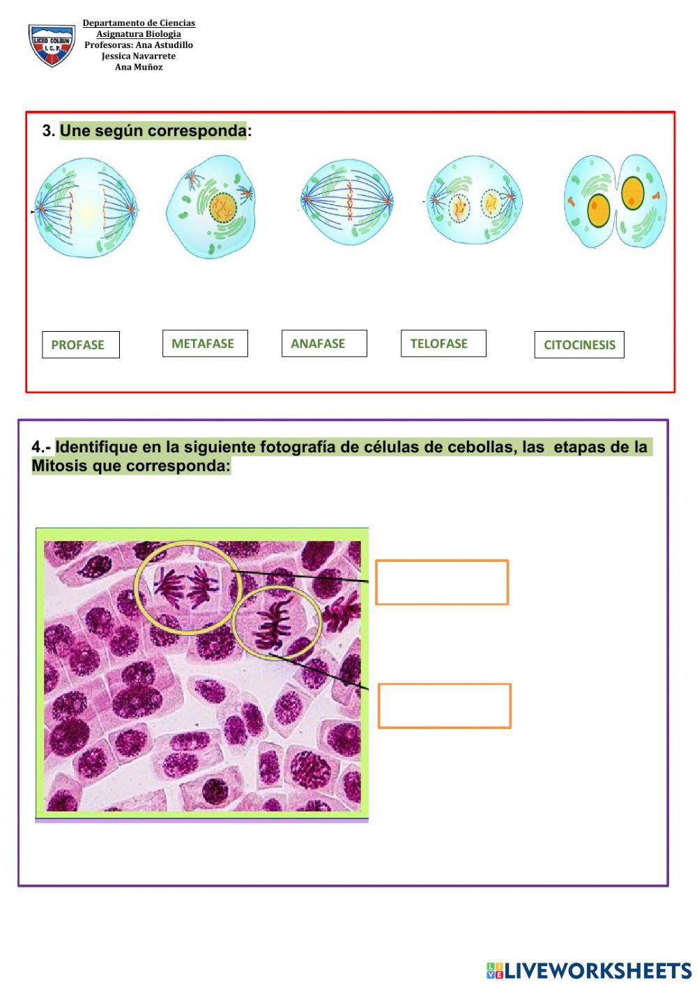 División celular- Mitosis