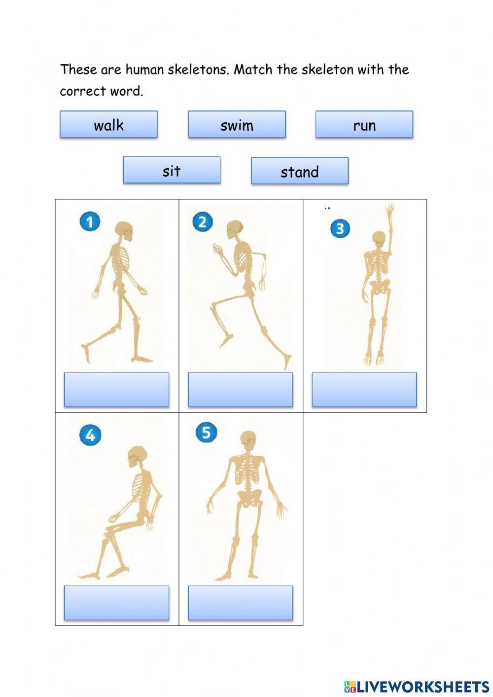 Skeleton Worksheet