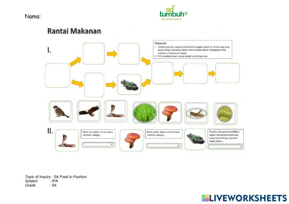 Rantai makanan