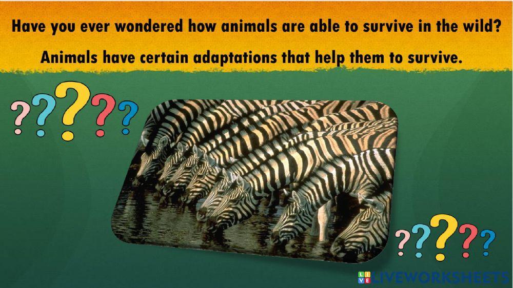 Animals Adaptation