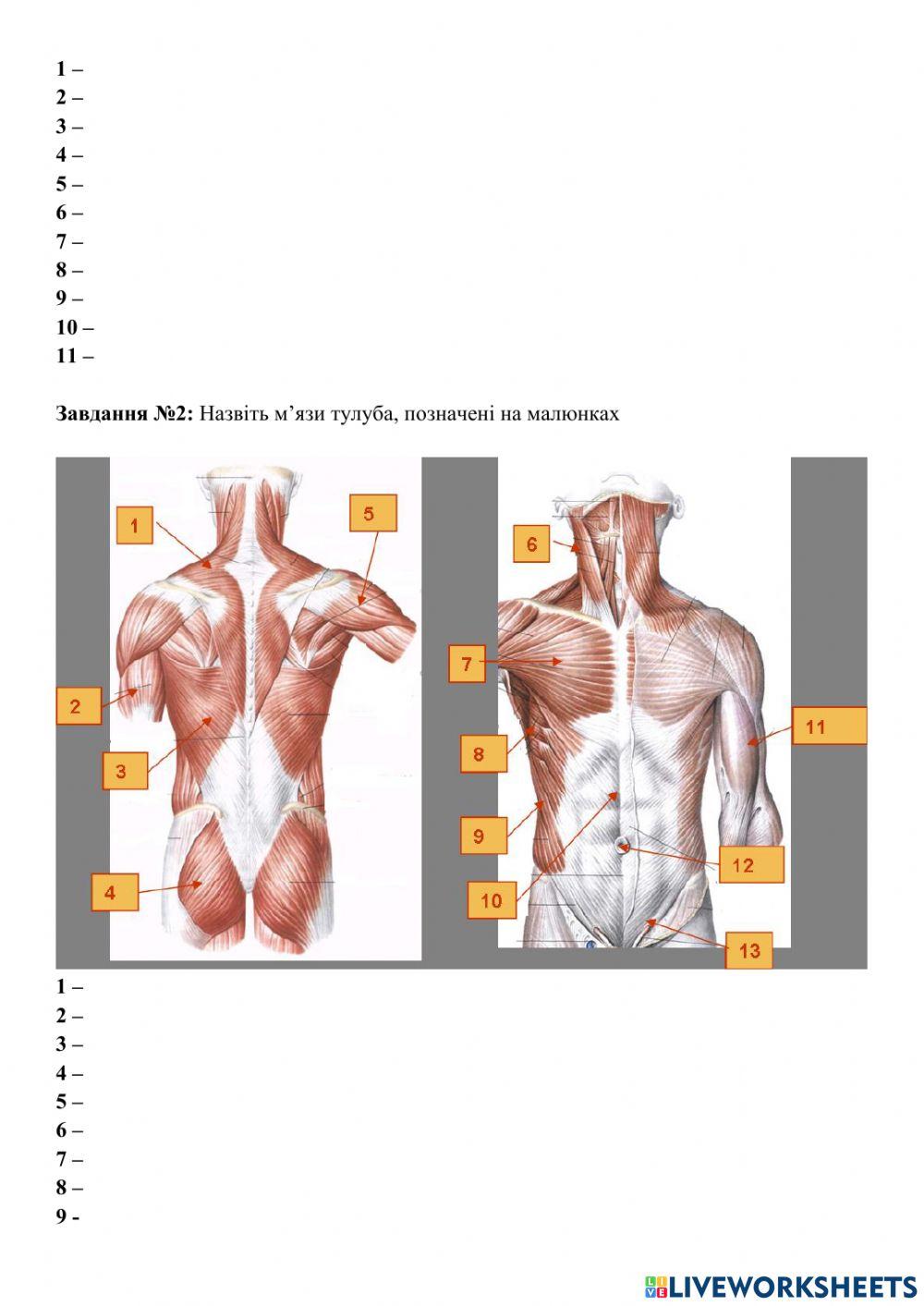 Анатомія м'язів