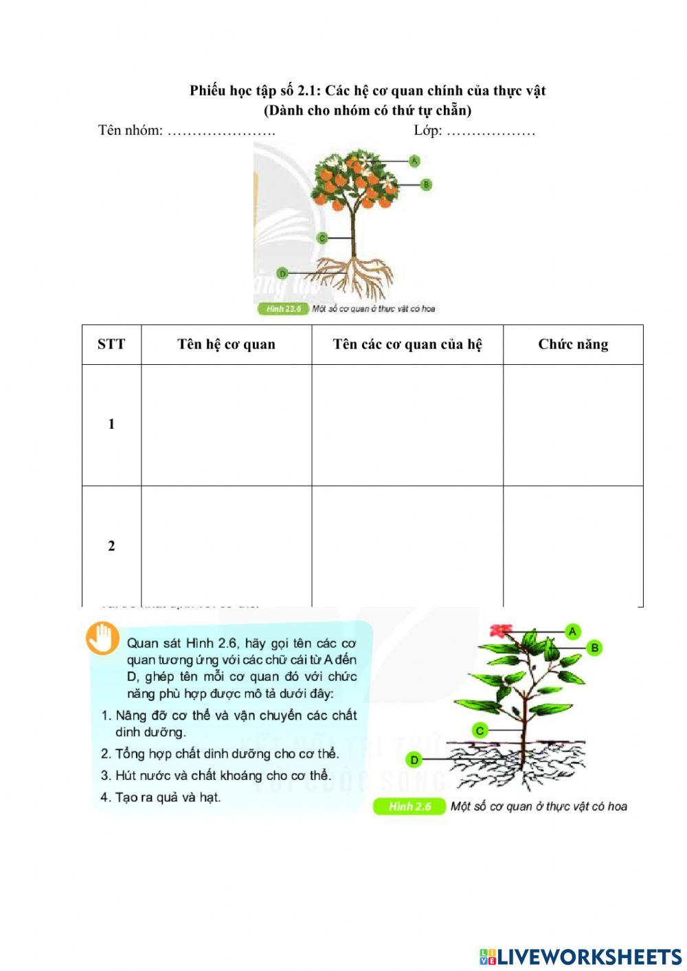 Bài 23: KHTN 6 CƠ thể thực vật