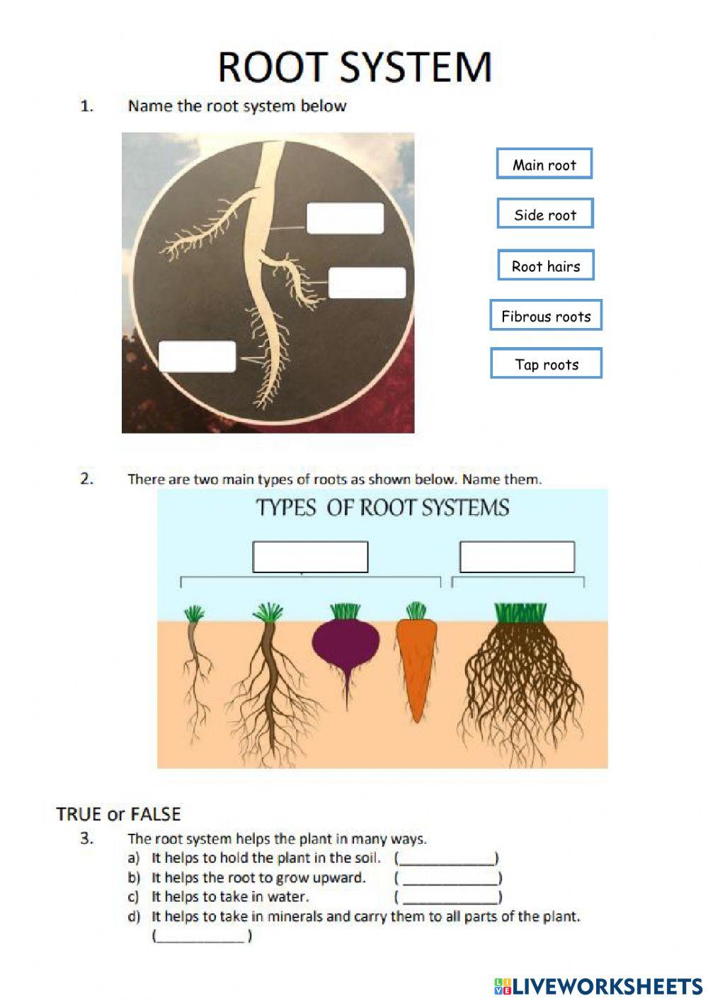 The root system