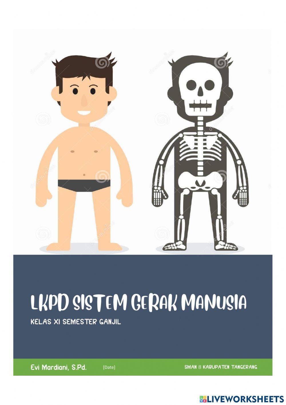 Sistem gerak manusia