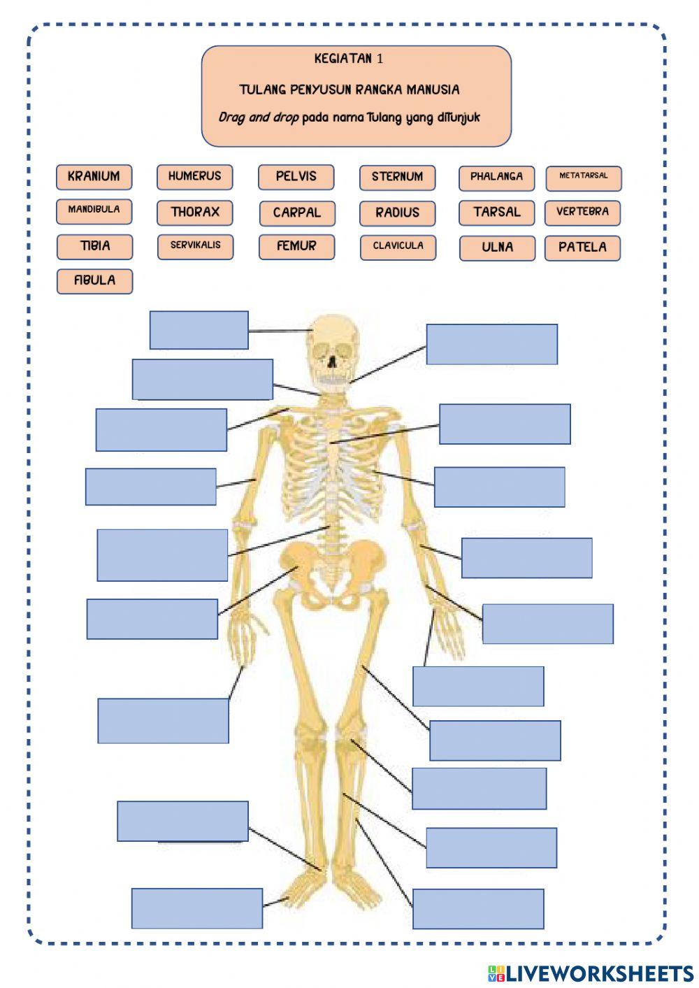 Sistem gerak manusia