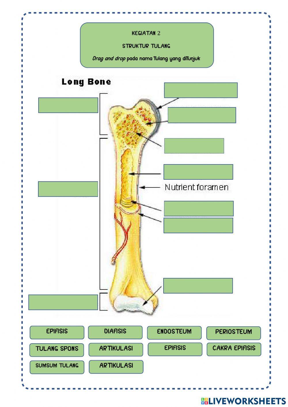 Sistem gerak manusia