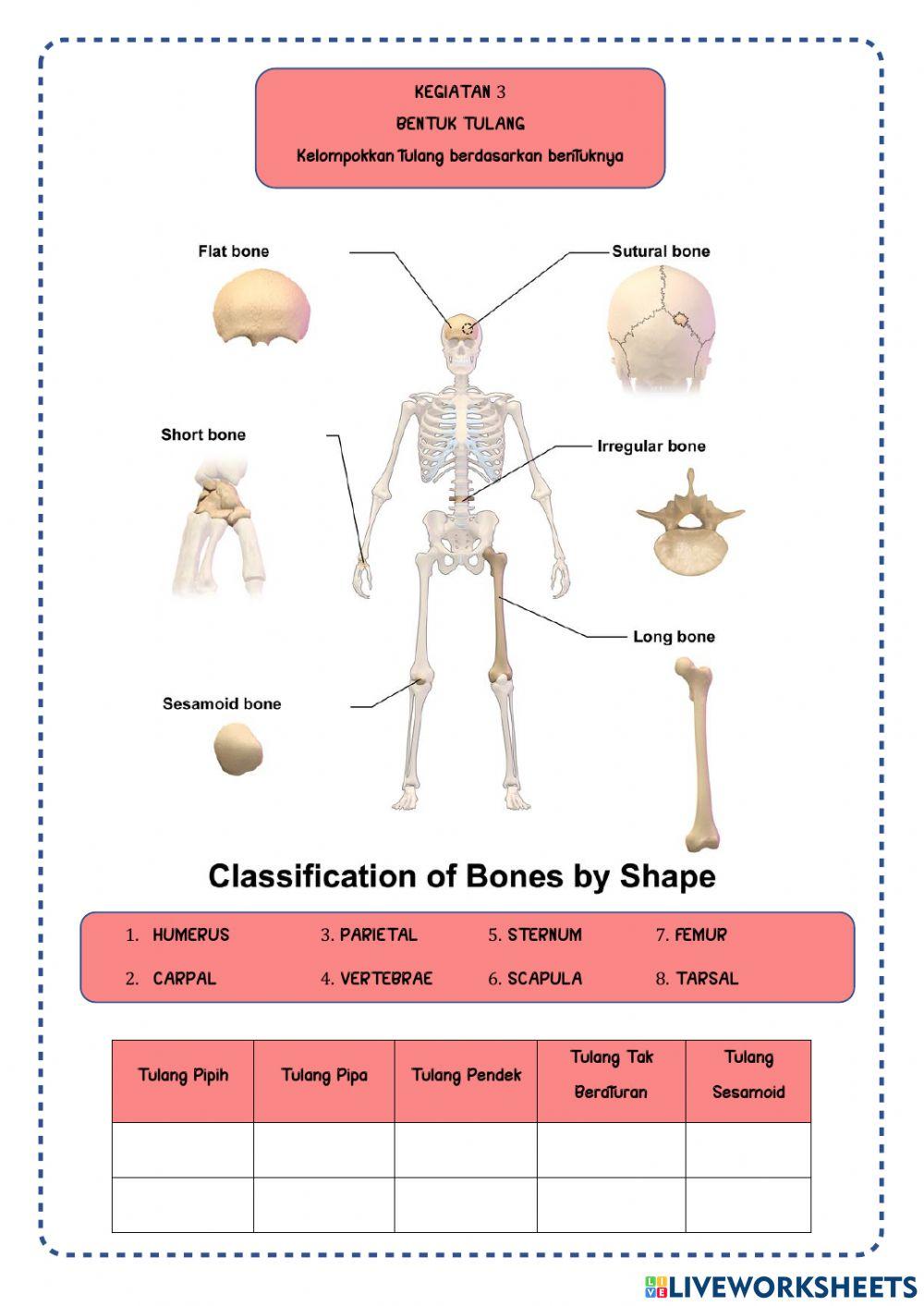 Sistem gerak manusia
