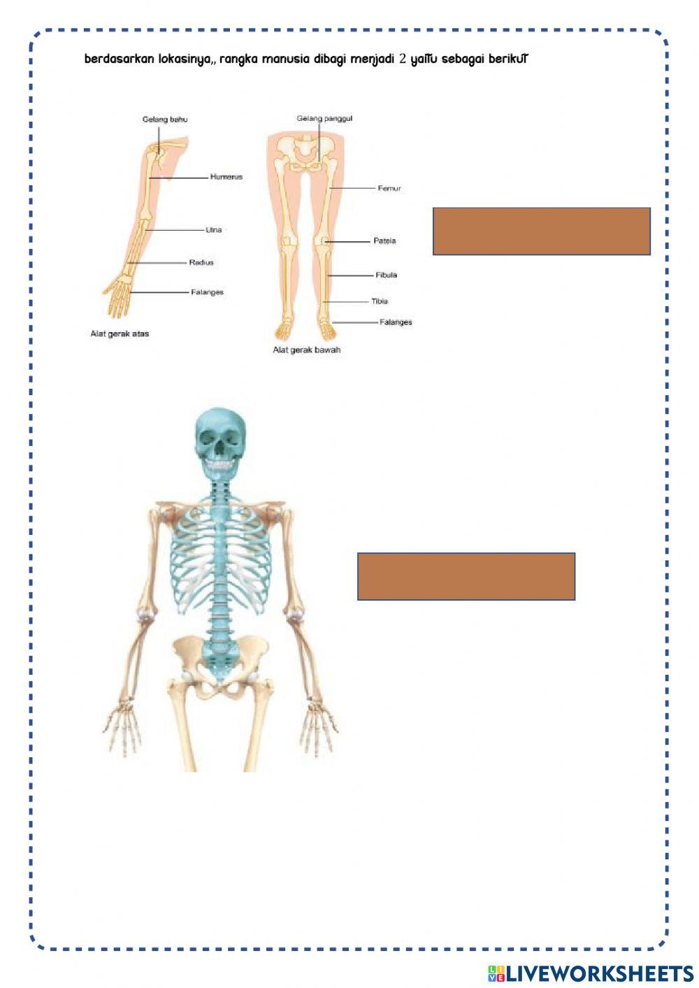 Sistem gerak manusia