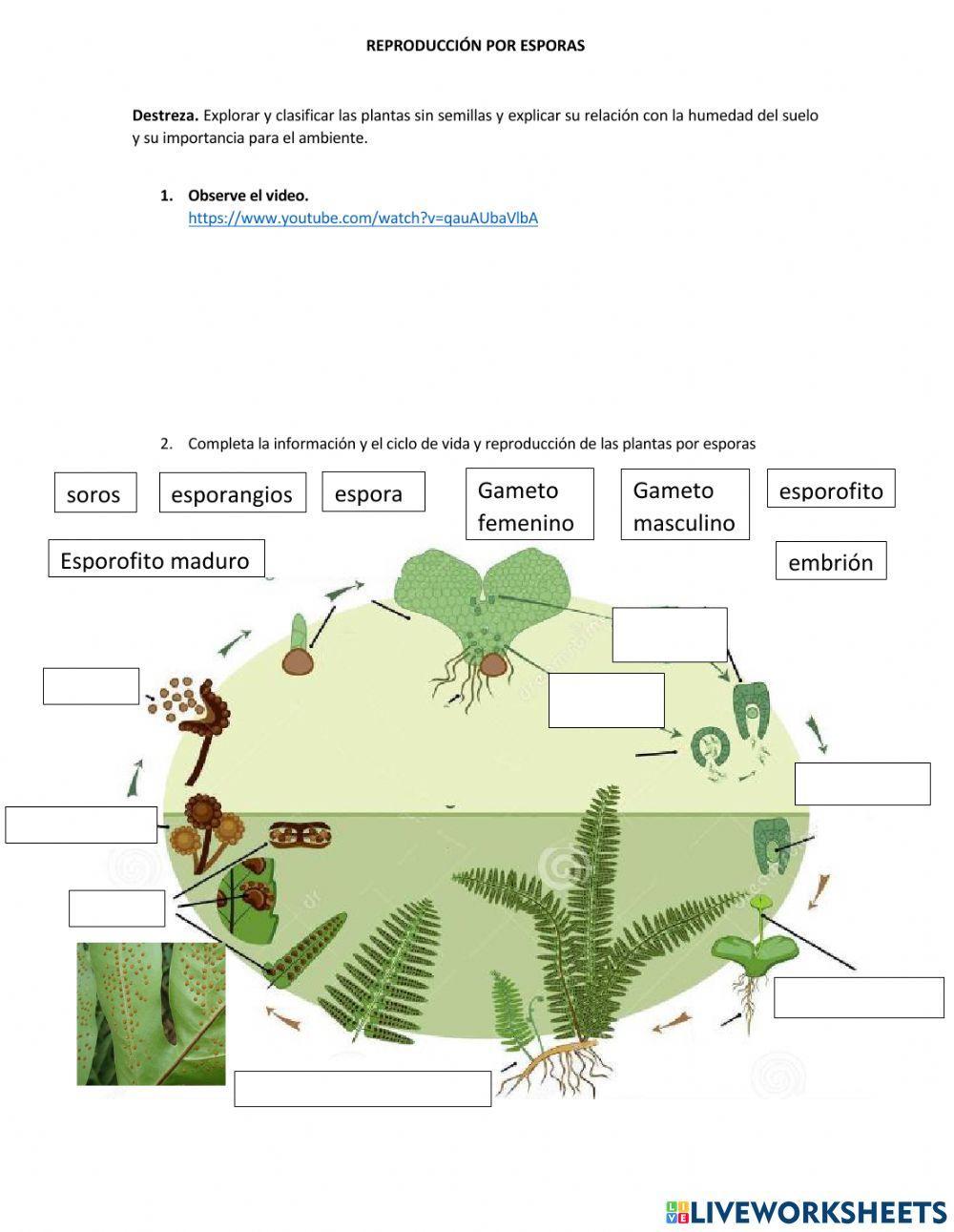 Reproducción por esporas