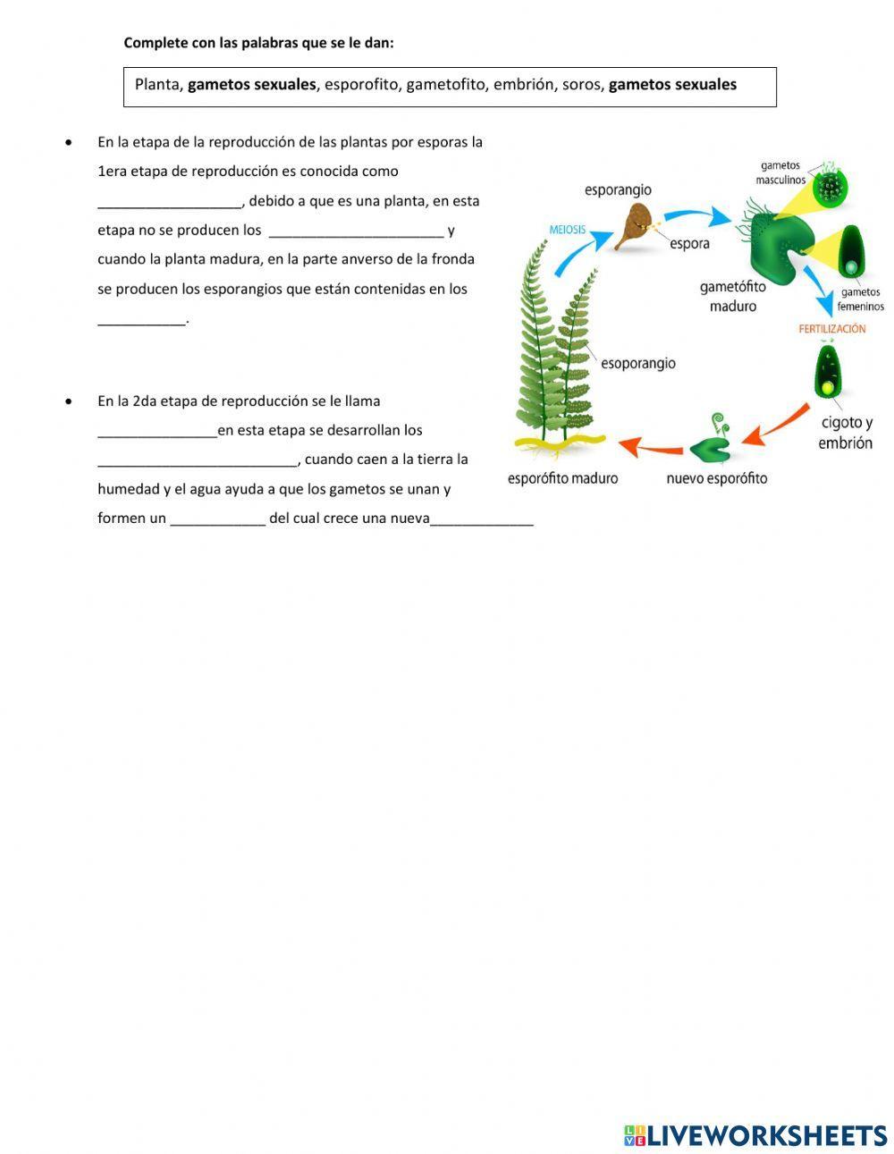 Reproducción por esporas