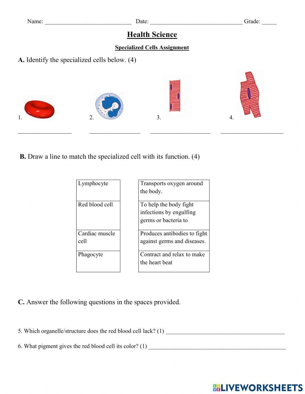 Introduction to Specialized Cells Worksheet worksheet | Live Worksheets introduction-to-specialized-cells-worksheet-worksheet-live-worksheets