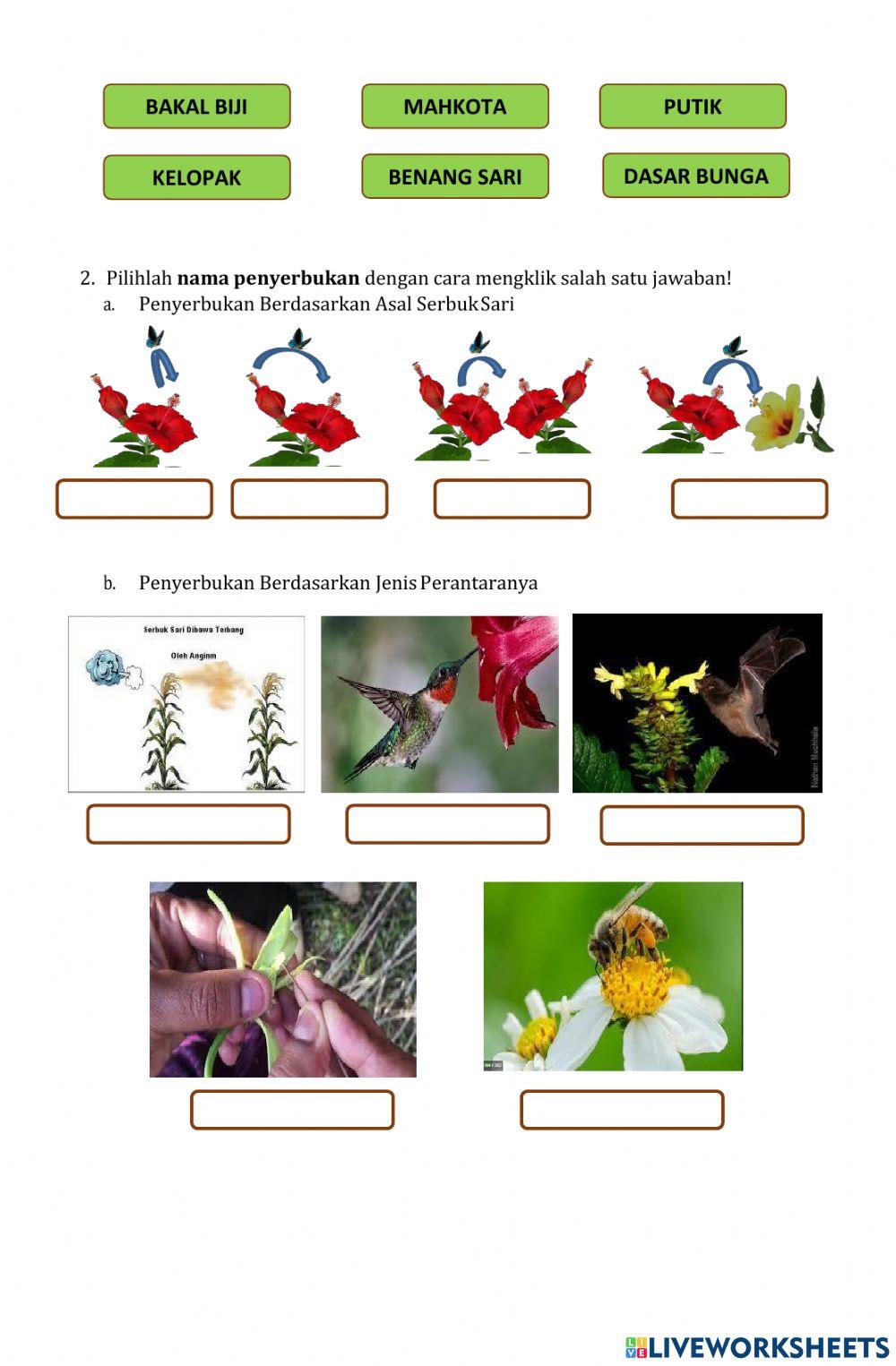 Perkembangbiakan Generatif Tumbuhan