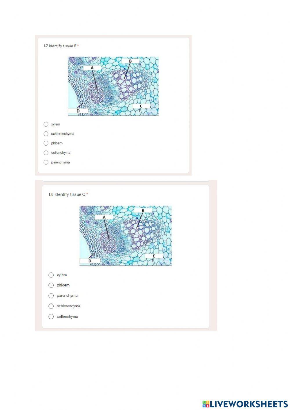 Topic 4.1 Plant tissues and organs
