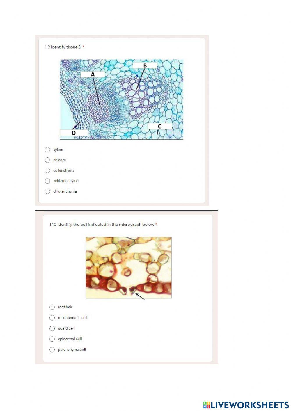 Topic 4.1 Plant tissues and organs
