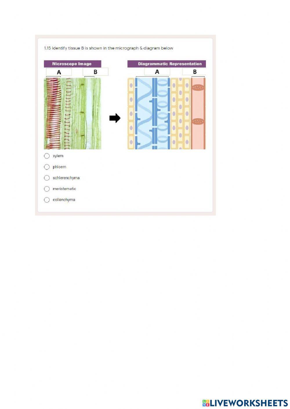 Topic 4.1 Plant tissues and organs