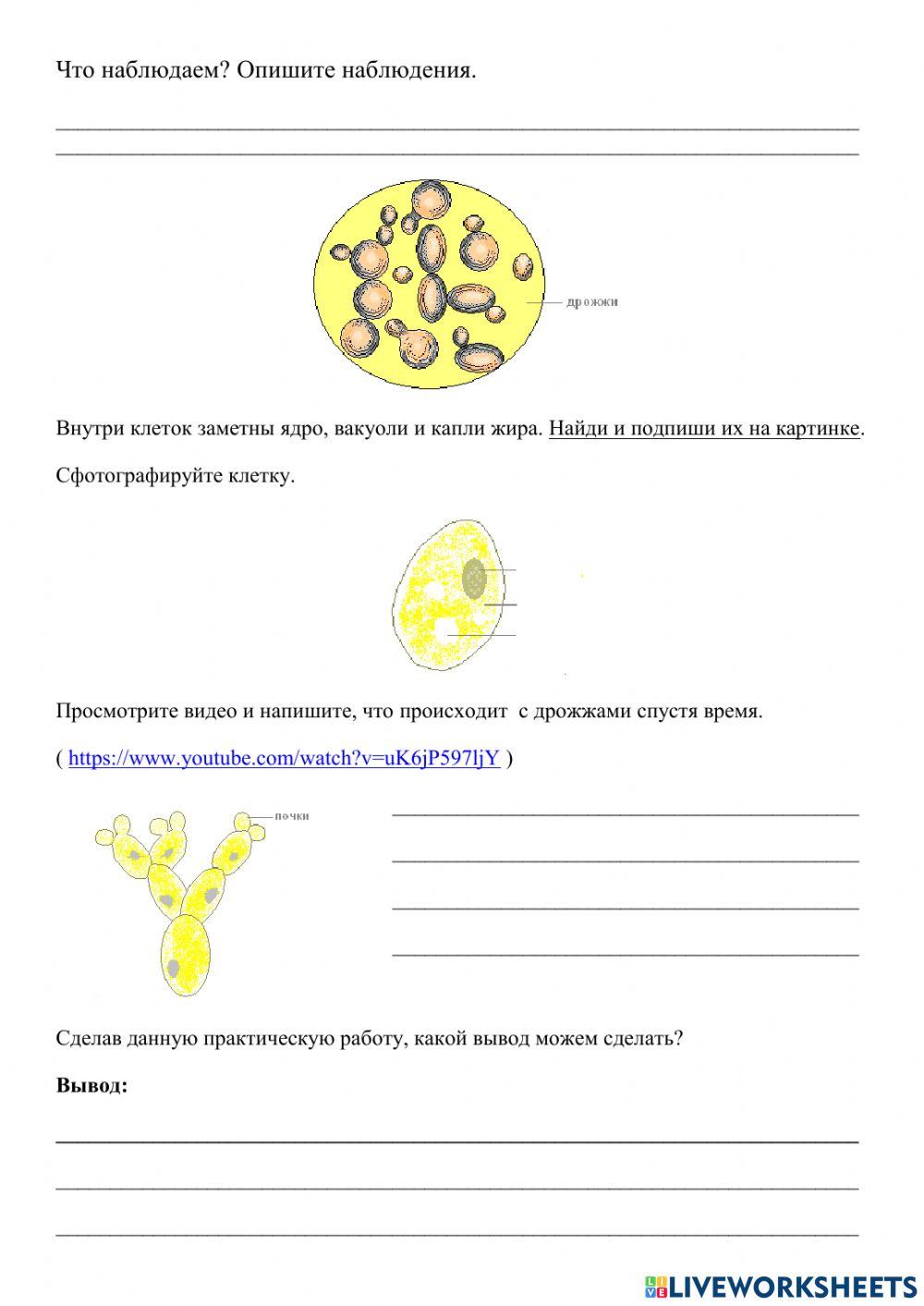 окружающий мир четвёртый класс тест на тему у чёрного моря