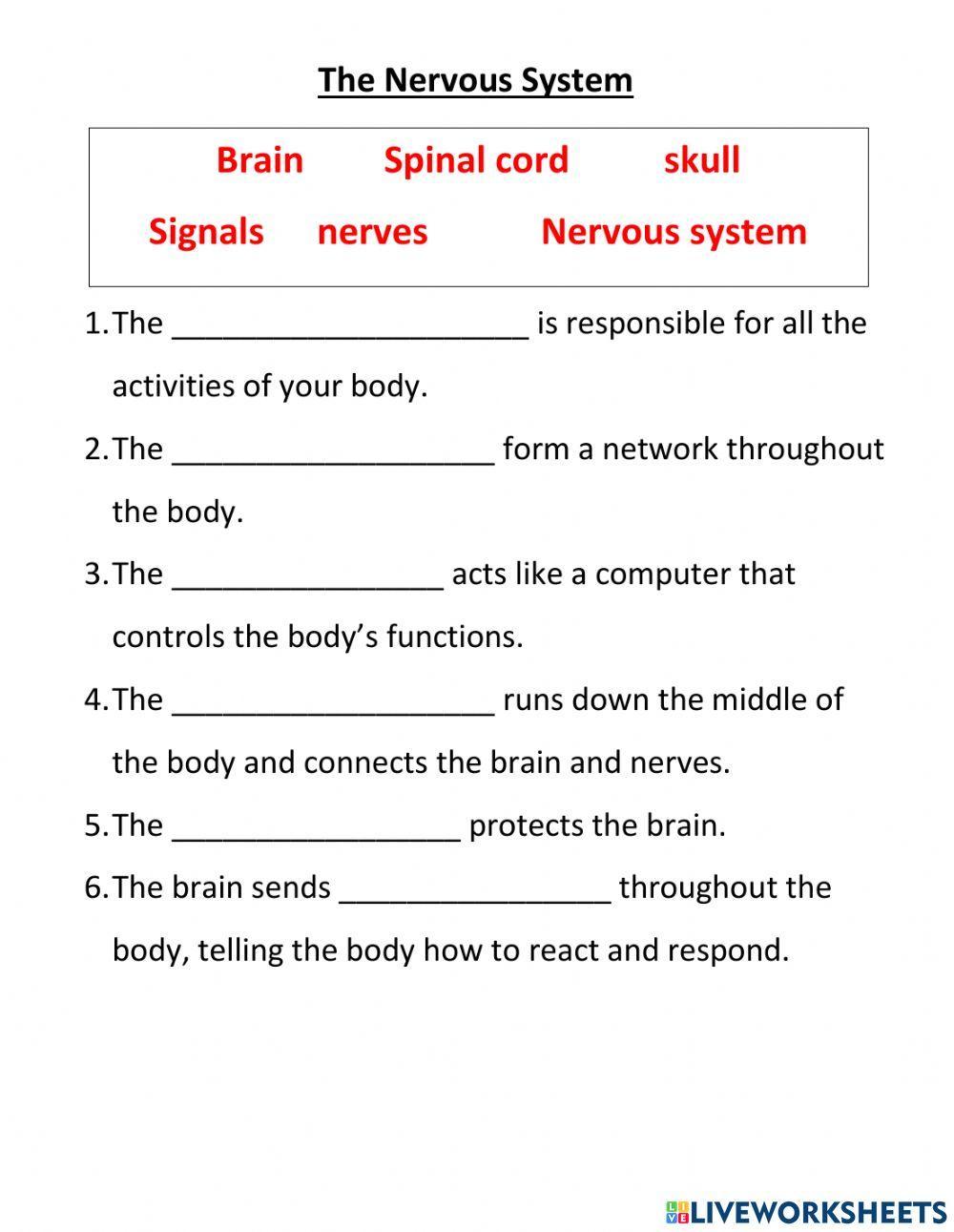 The Nervous System Worksheet