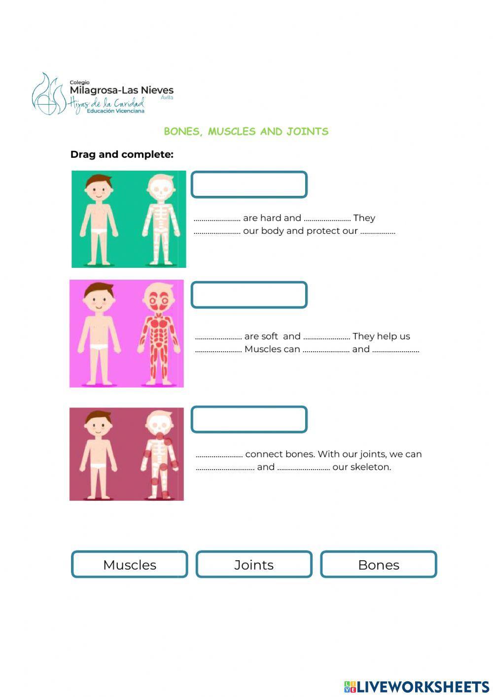 Bones, muscles and joints