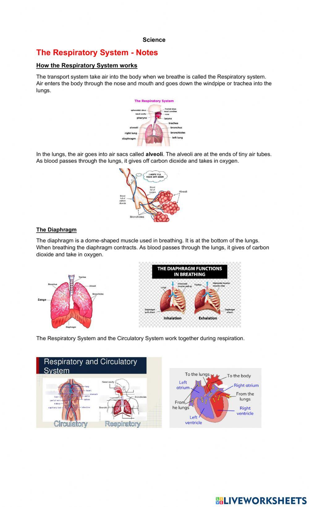 Science - The Respiratory System -  Notes