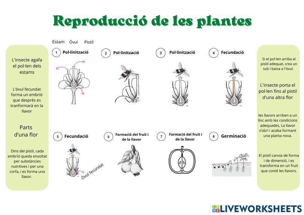 La reproducció de les plantes