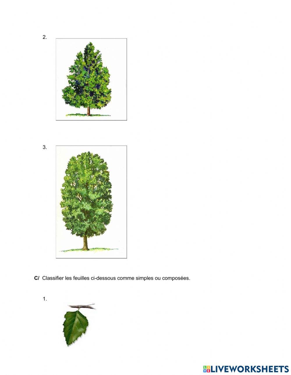 La classification des feuilles
