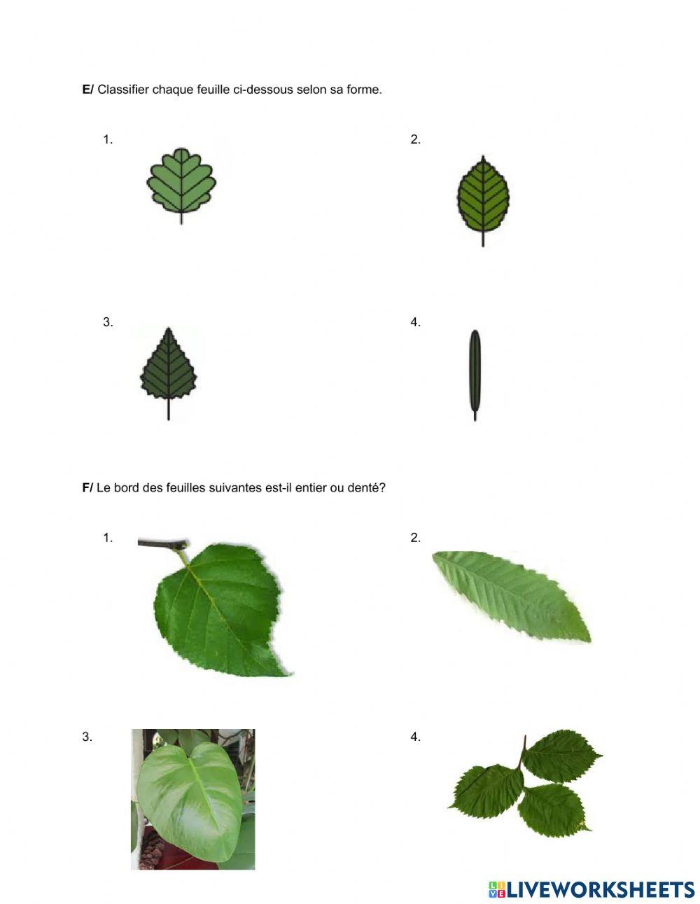 La classification des feuilles