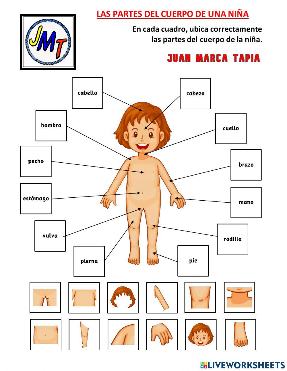 Las partes del cuerpo de una niña