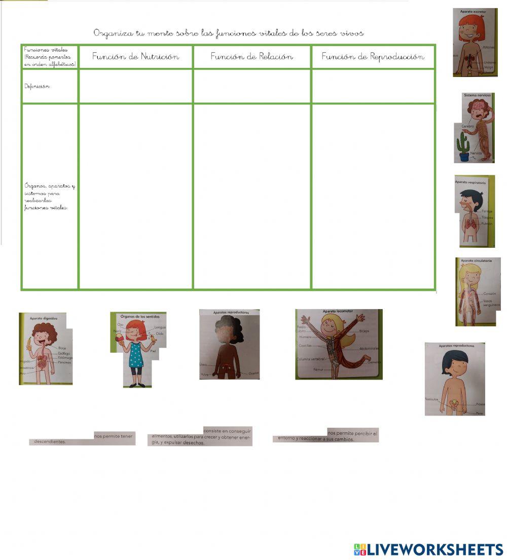 Las funciones vitales