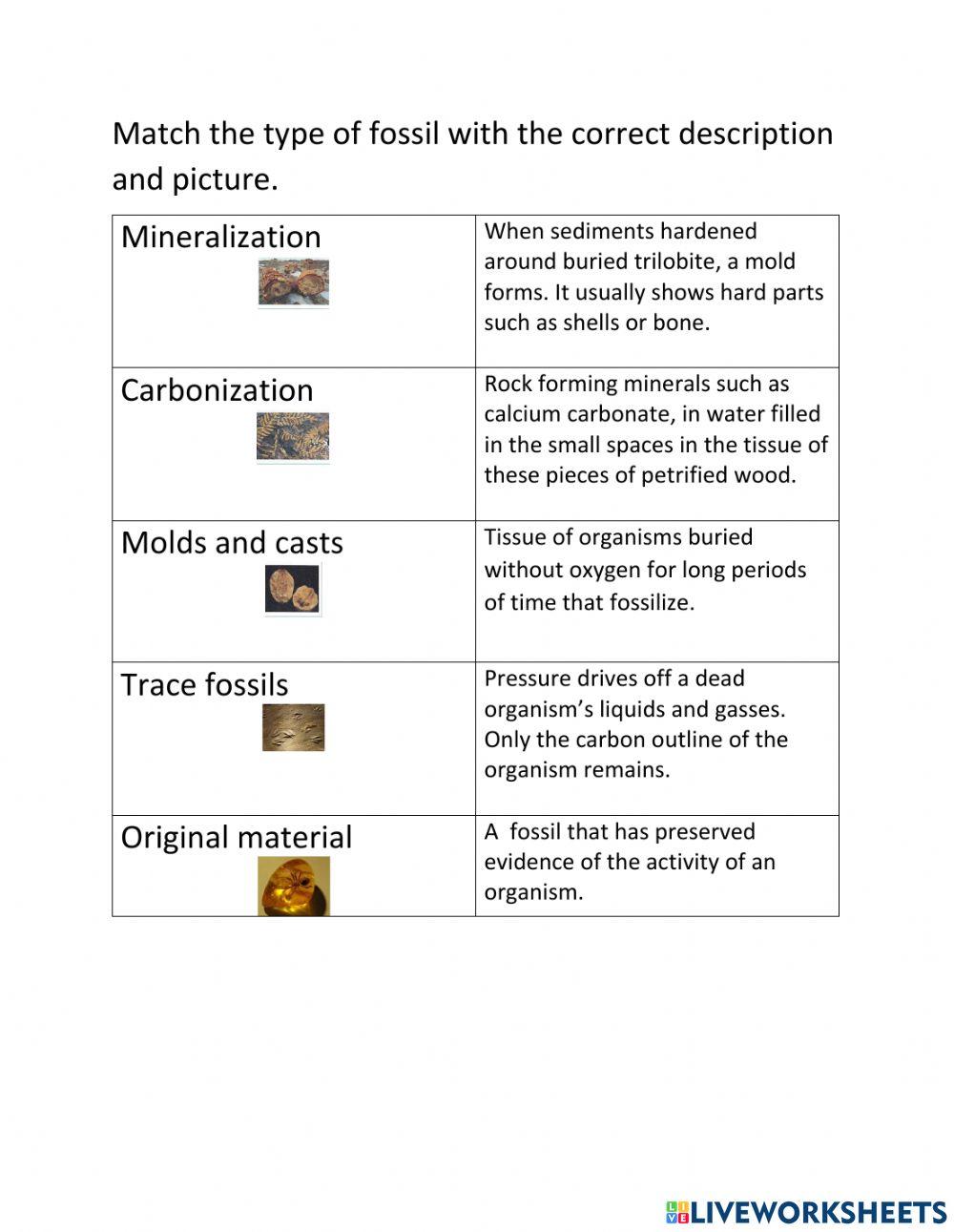 Types of Fossils Nastassia Enslin Live Worksheets