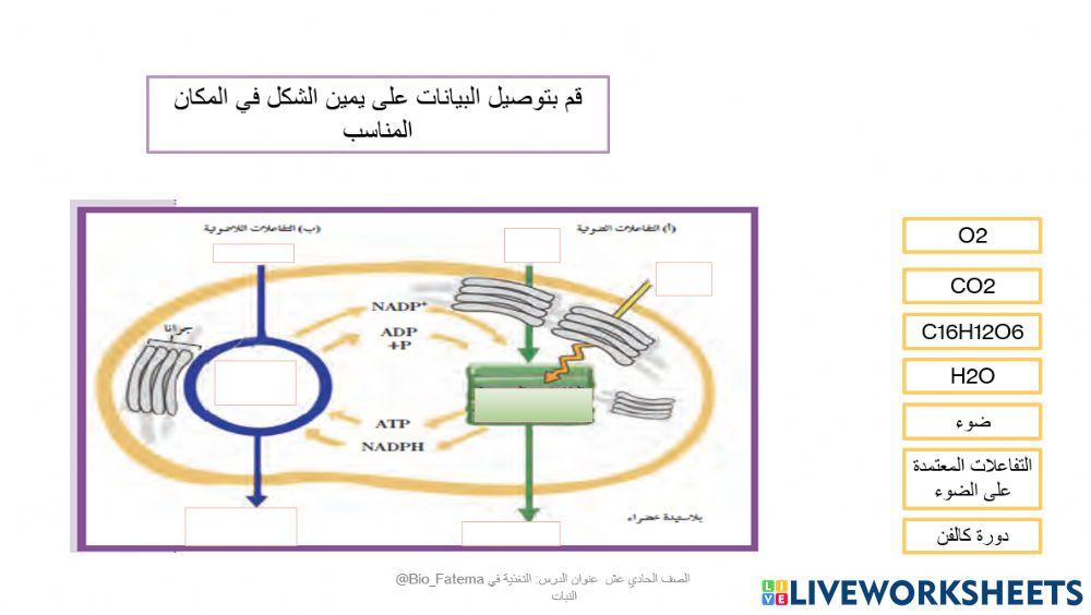 التغذية في النبات