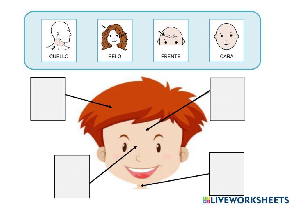 El cuerpo: la cabeza