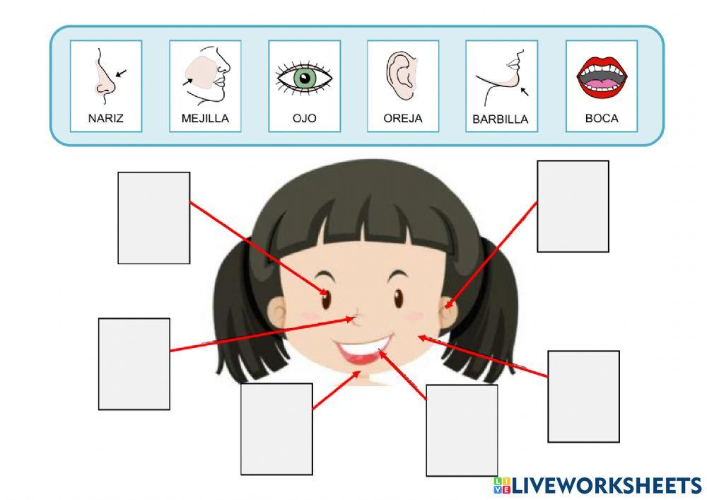 El cuerpo: la cabeza