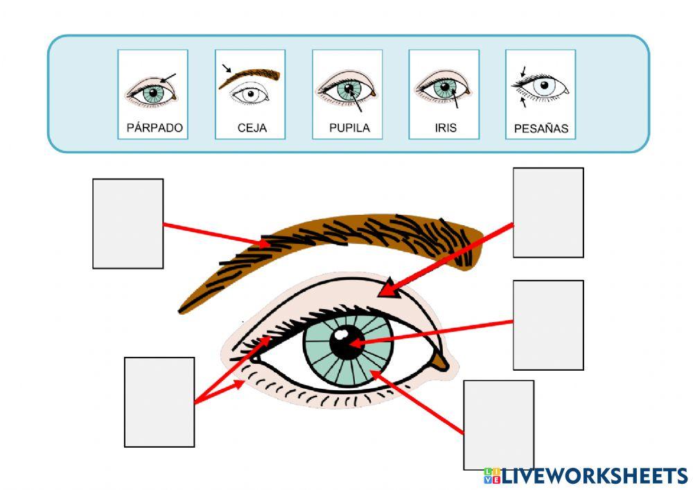 El cuerpo: la cabeza