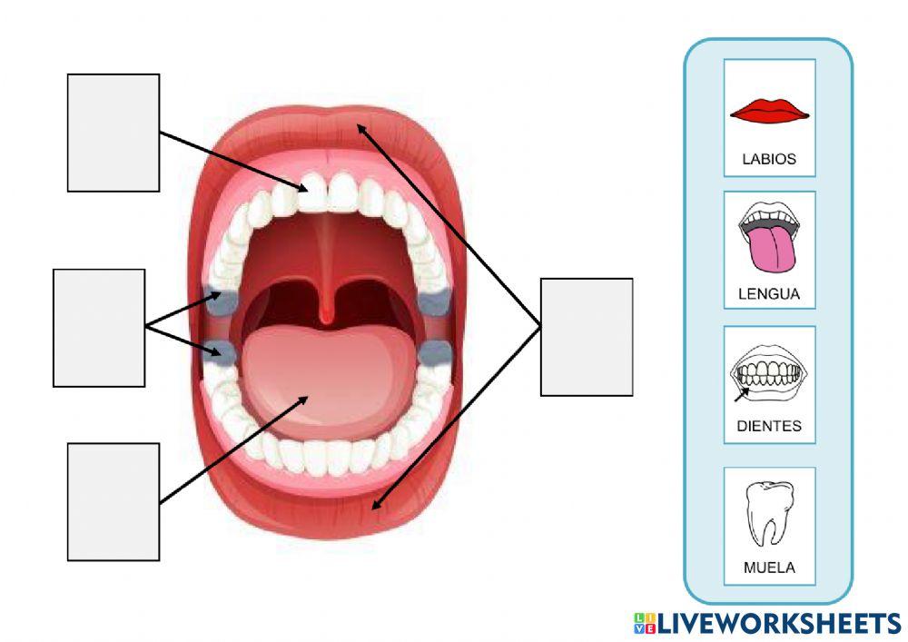 El cuerpo: la cabeza