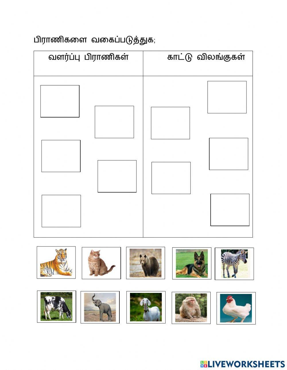 பிராணிகளை வகைப்படுத்து பிராணிகளை வகைப்படுத்து