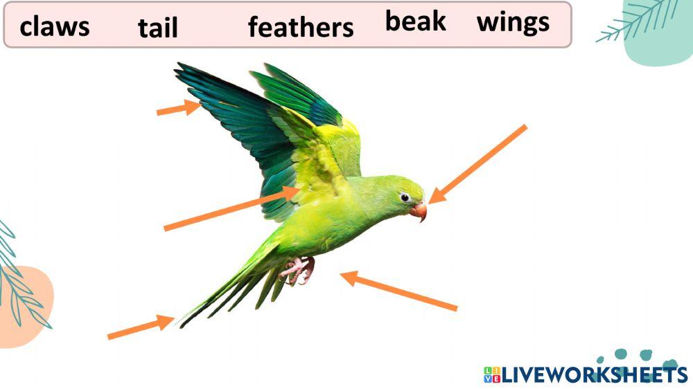 Parts of animals