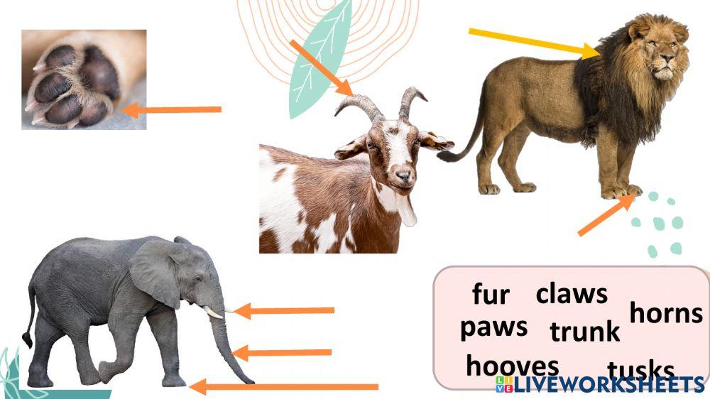 Parts of animals