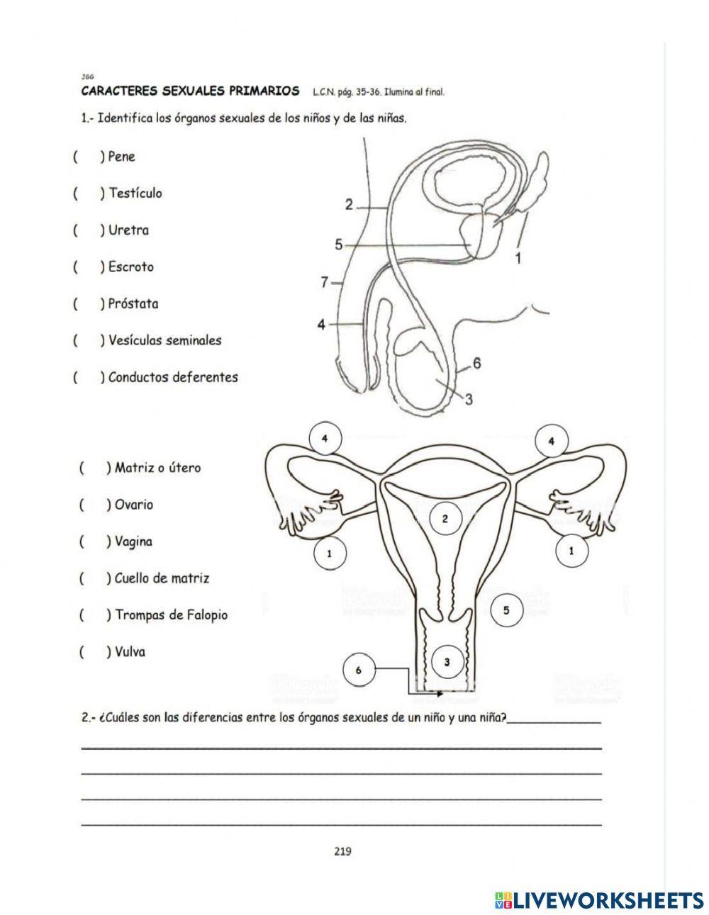 Aparato reproductor femenino y masculino