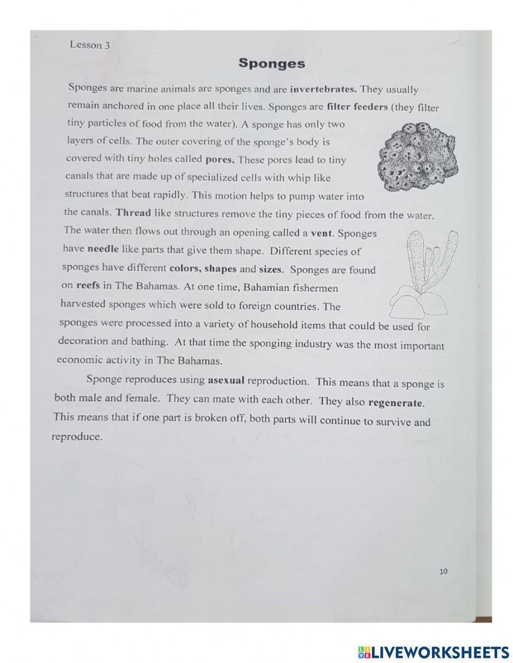 Sponges exercise for Grade 6 Live Worksheets