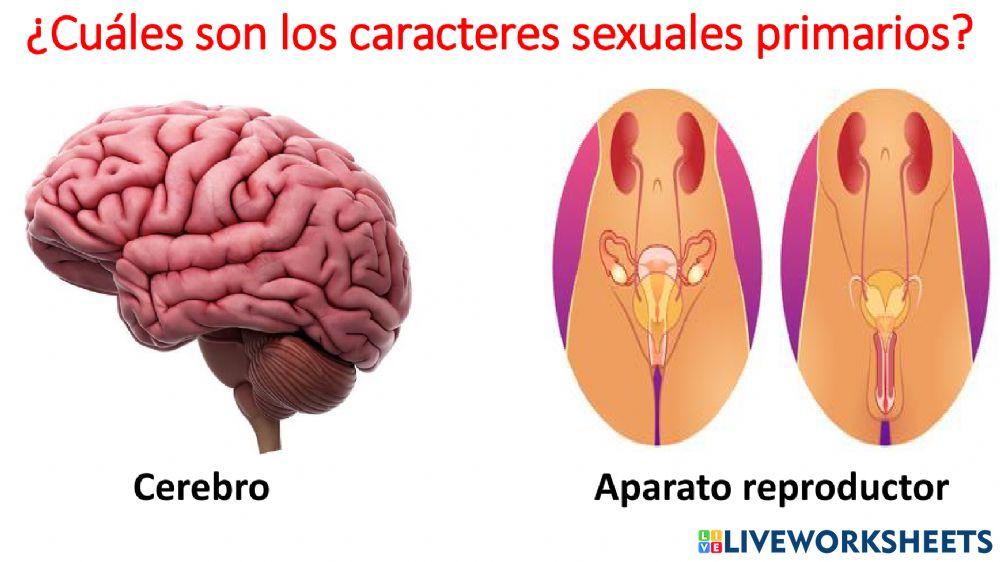 Caracteres sexuales