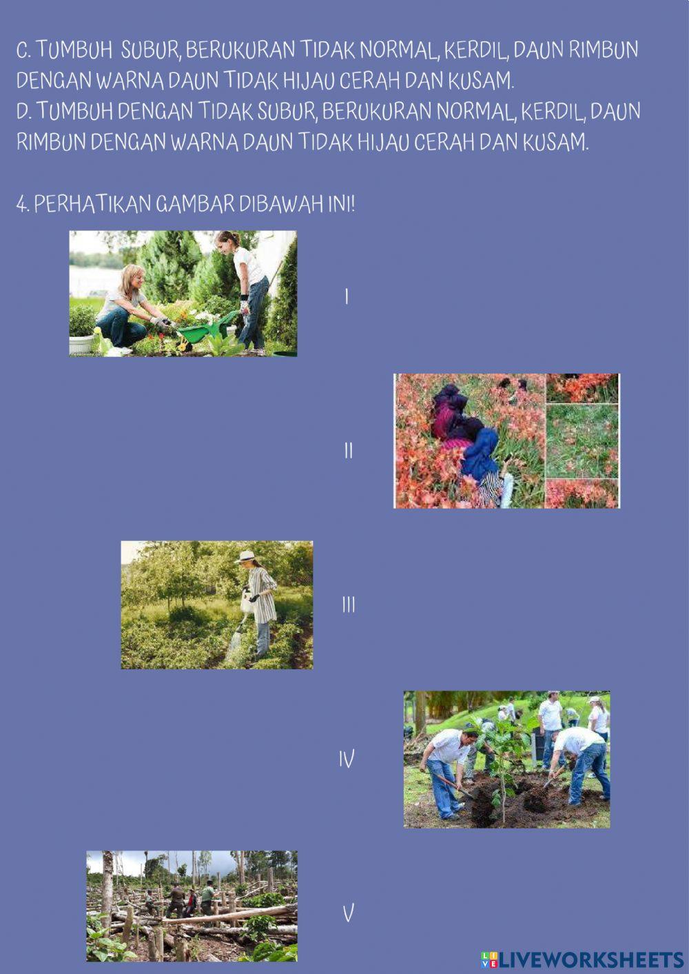 Soal Cara Merawat Tumbuhan