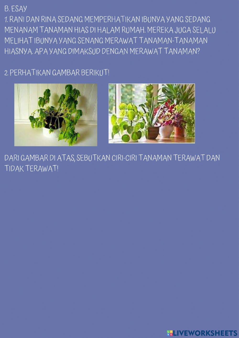 Soal Cara Merawat Tumbuhan