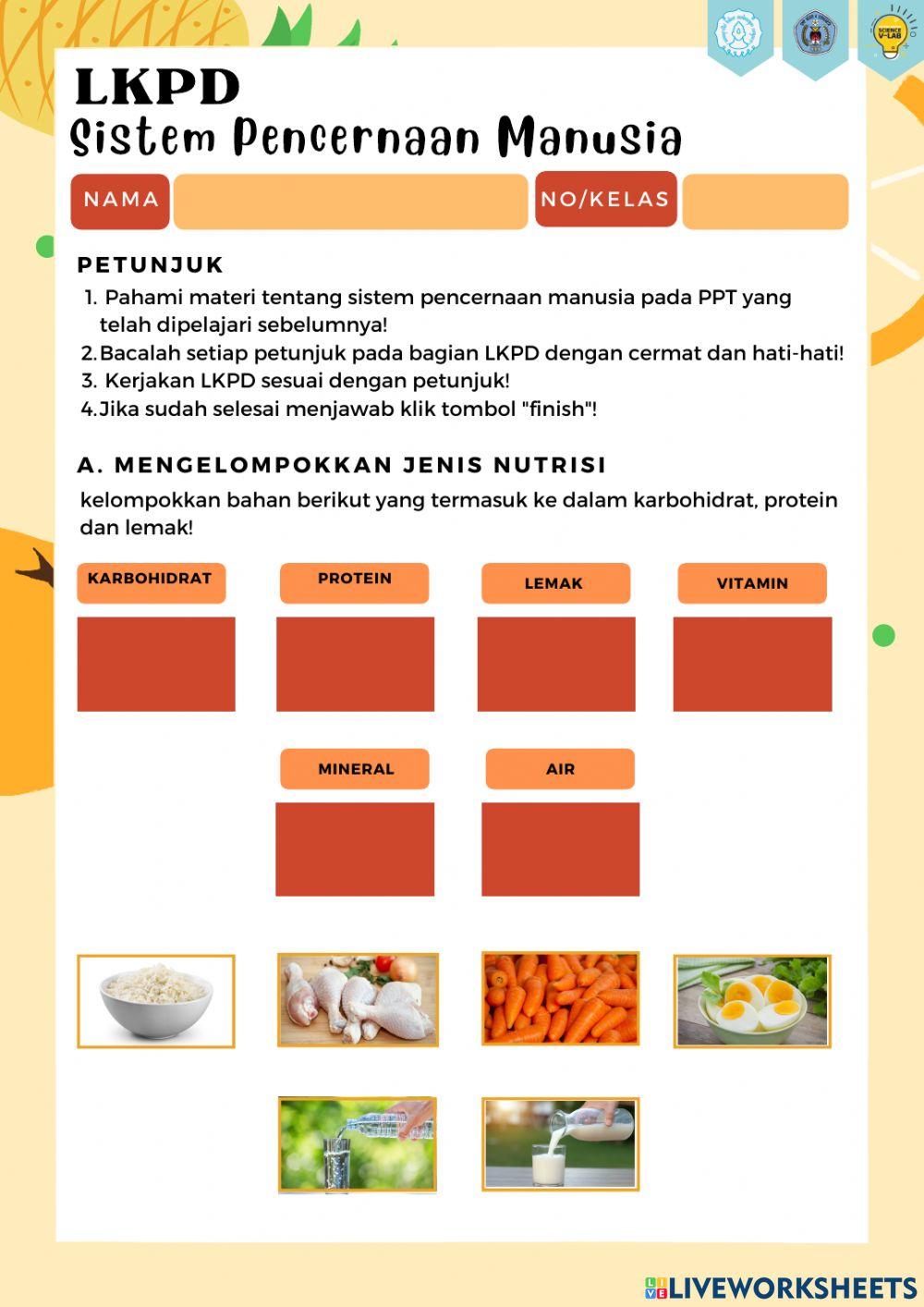 Sistem Pencernaan Makanan pada Manusia