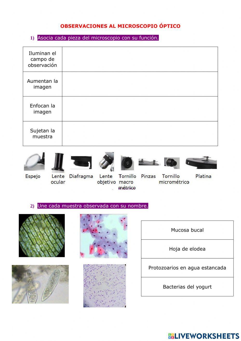 Microscopio óptico Microscopio óptico