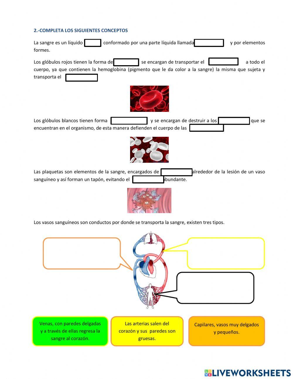 Aparato circulatorio