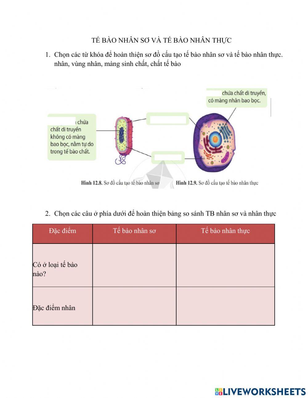 TB nhân sơ và nhân thực