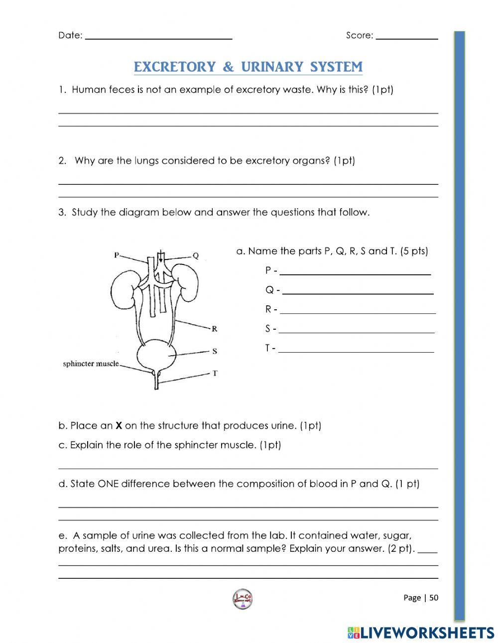 The Excretory and Urinary System