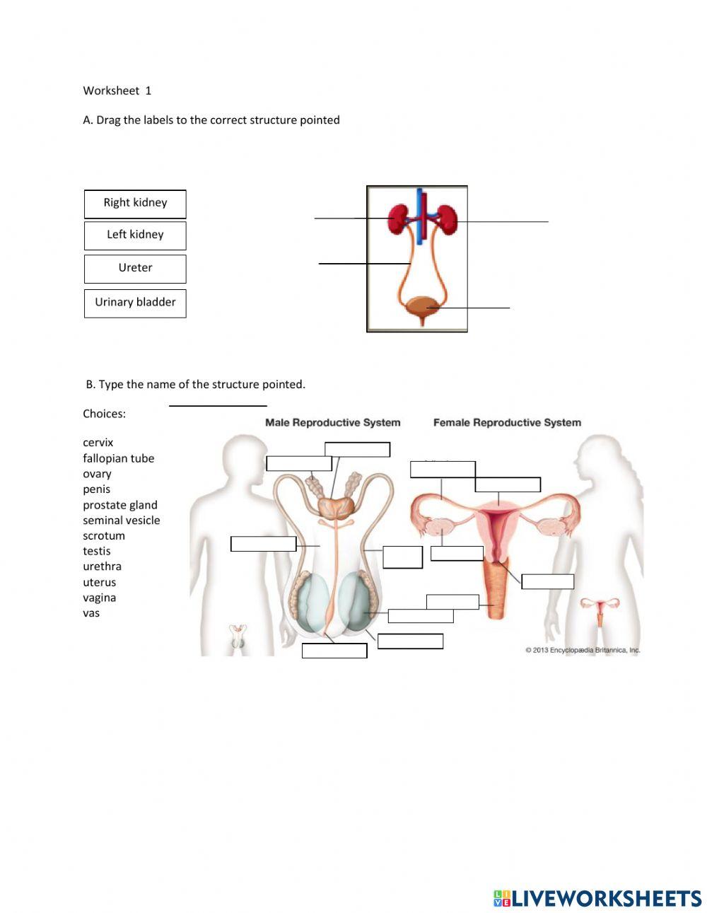 Genitourinary tract - Basic Anatomy
