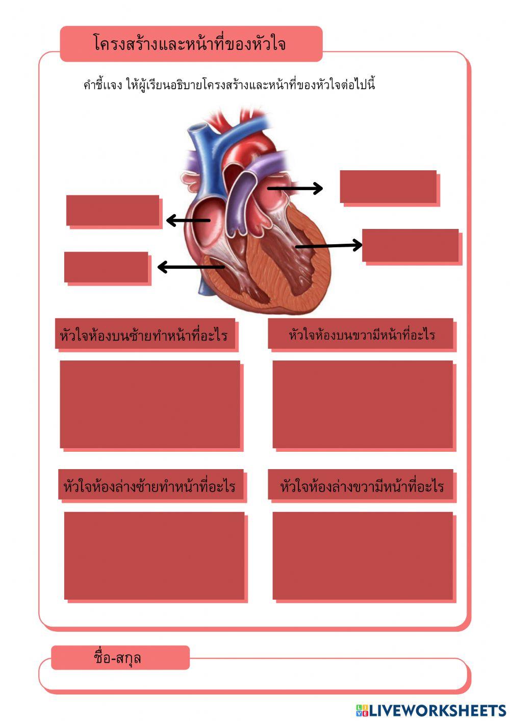 โครงสร้างและหน้าที่ของหัวใจ