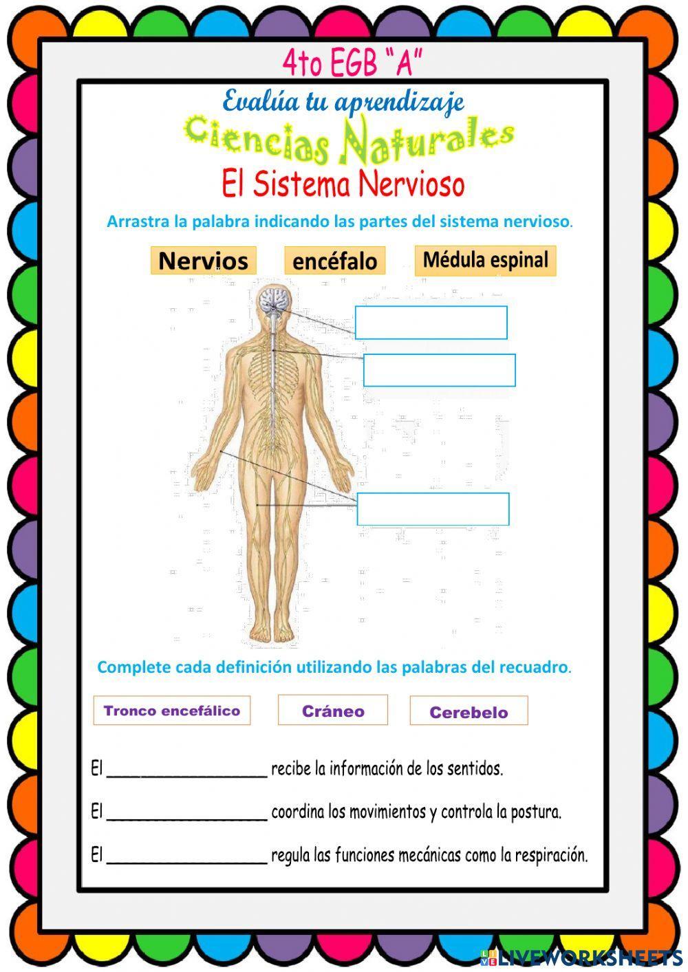 El Sistema Nervioso, partes y funciones